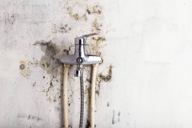 Best Mold Remediation for Schools in Kensington, CA
