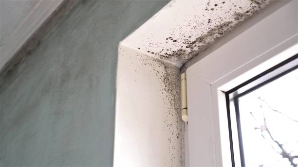 Best Mold Remediation for Specific Building Types in Kensington, CA