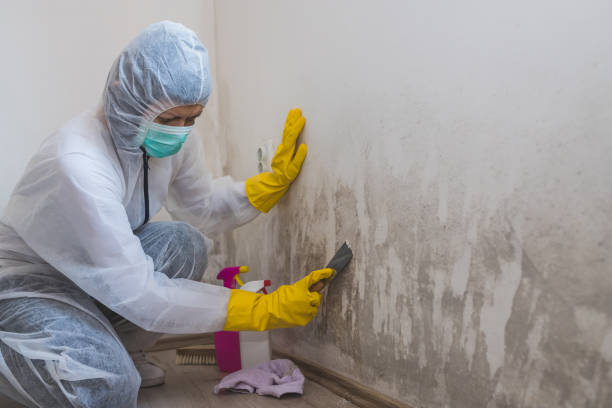 Reliable Kensington, CA Mold Remediation Solutions