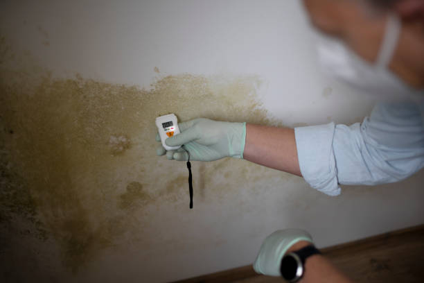 Best Residential Mold Remediation in Kensington, CA