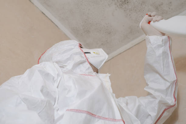 Best HVAC Mold Remediation in Kensington, CA