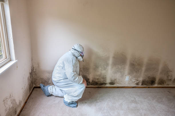 Best White Mold Remediation in Kensington, CA