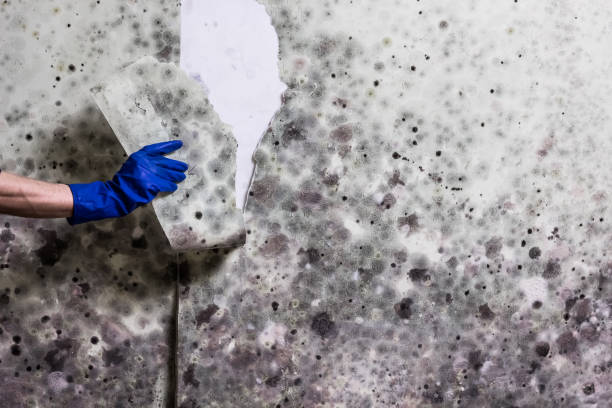 Best Attic Mold Remediation in Kensington, CA