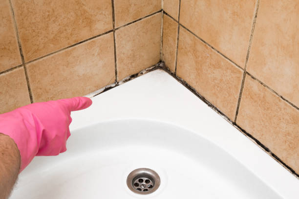 Best Post-Flood Mold Remediation in Kensington, CA